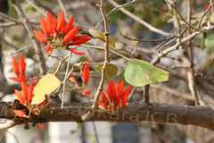 Erythrina suberosa